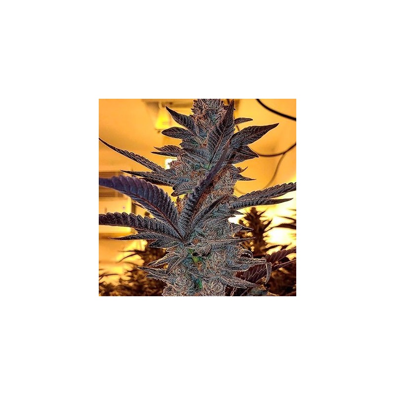 Key Lime Pie x Do-Si-Dos
