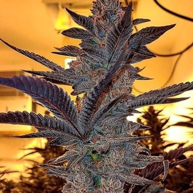 Key Lime Pie x Do-Si-Dos Key Lime Pie x Do-Si-Dos