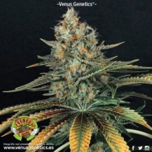 Viuda Blanca CBD