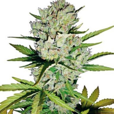 Super Skunk Autofloreciente