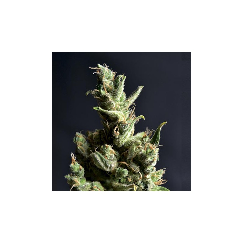 Amnesia 5 de CBD Seeds