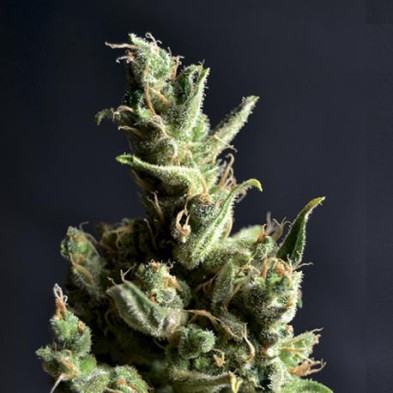 Amnesia 5 de CBD Seeds