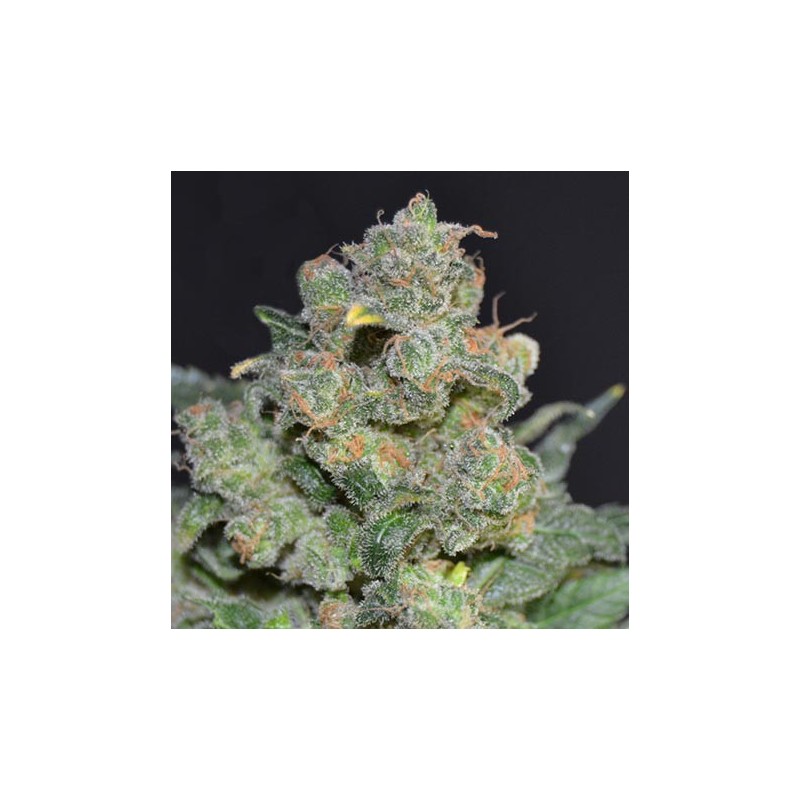 Chesse de CBD Seeds