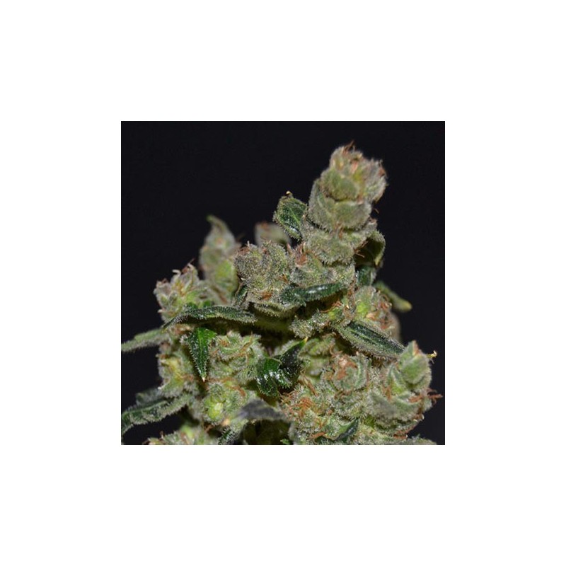 Diesel de CBD Seeds