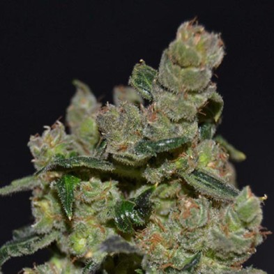 Diesel de CBD Seeds