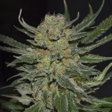 Domina de CBD Seeds