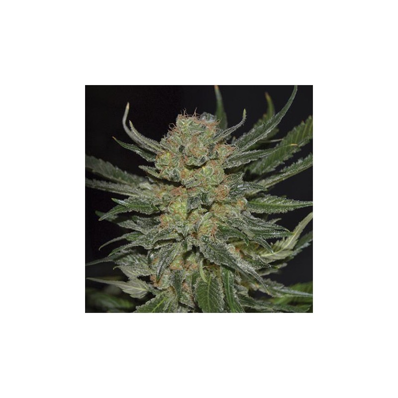 Domina de CBD Seeds