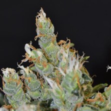 Kali de CBD Seeds