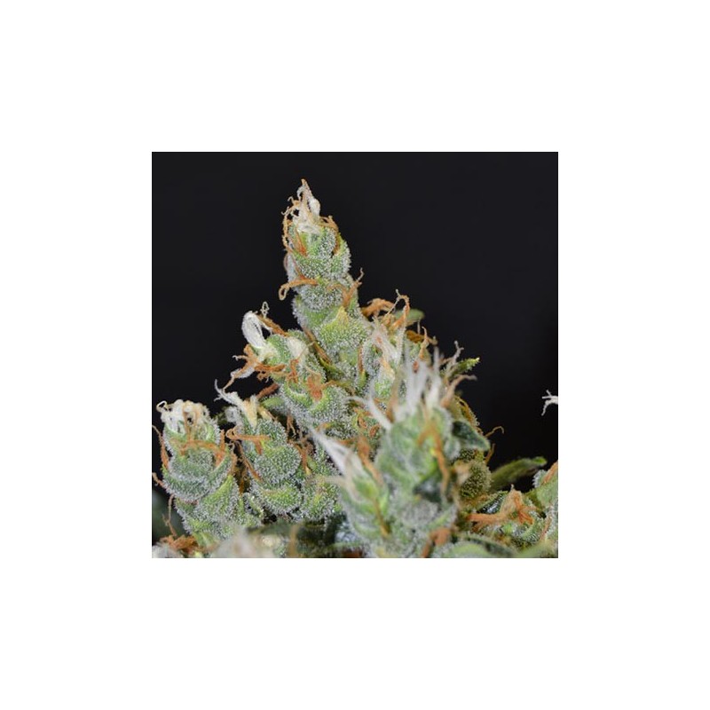 Kali de CBD Seeds