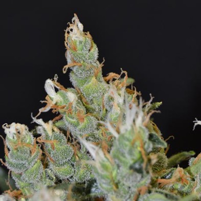 Kali de CBD Seeds