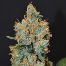 Lavender de CBD Seeds