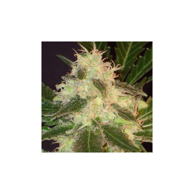 Widow de CBD Seeds