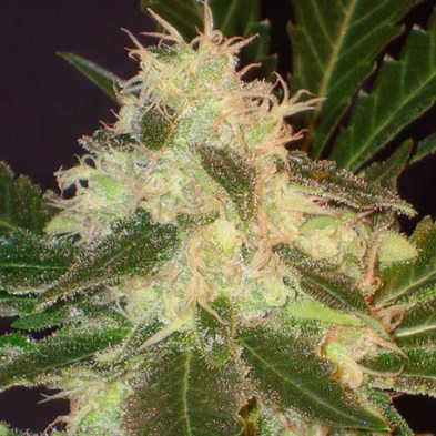 Widow de CBD Seeds