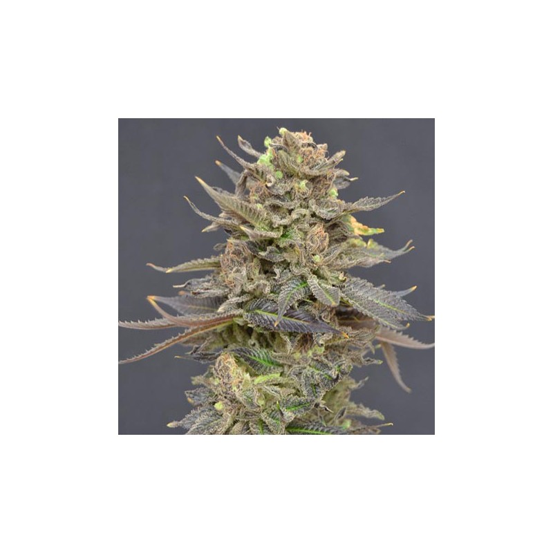 Magma Feminizada de CDB Seeds Colección Medicinal