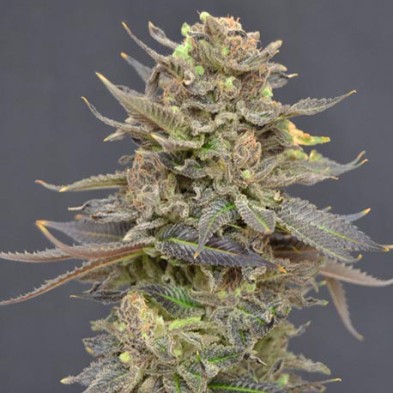 Magma Feminizada de CDB Seeds Colección Medicinal