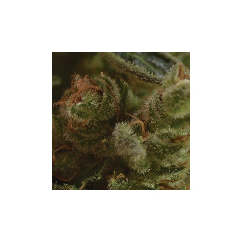 One To One Feminizada de CDB Seeds Colección Medicinal