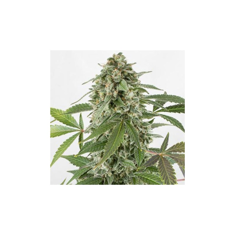 White Widow Autofloreciente