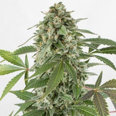 White Widow Autofloreciente