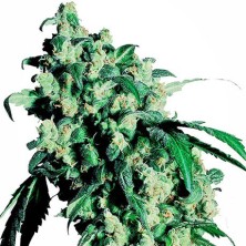 Super Skunk