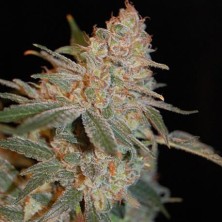 Black Diesel