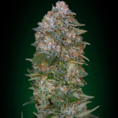 Critical Soma Critical Soma