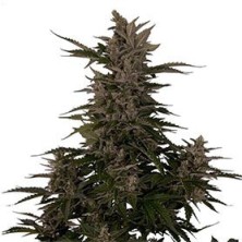 Royal Critical Auto