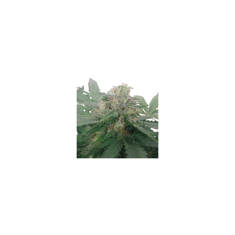 Royal Bluematic Autofloreciente