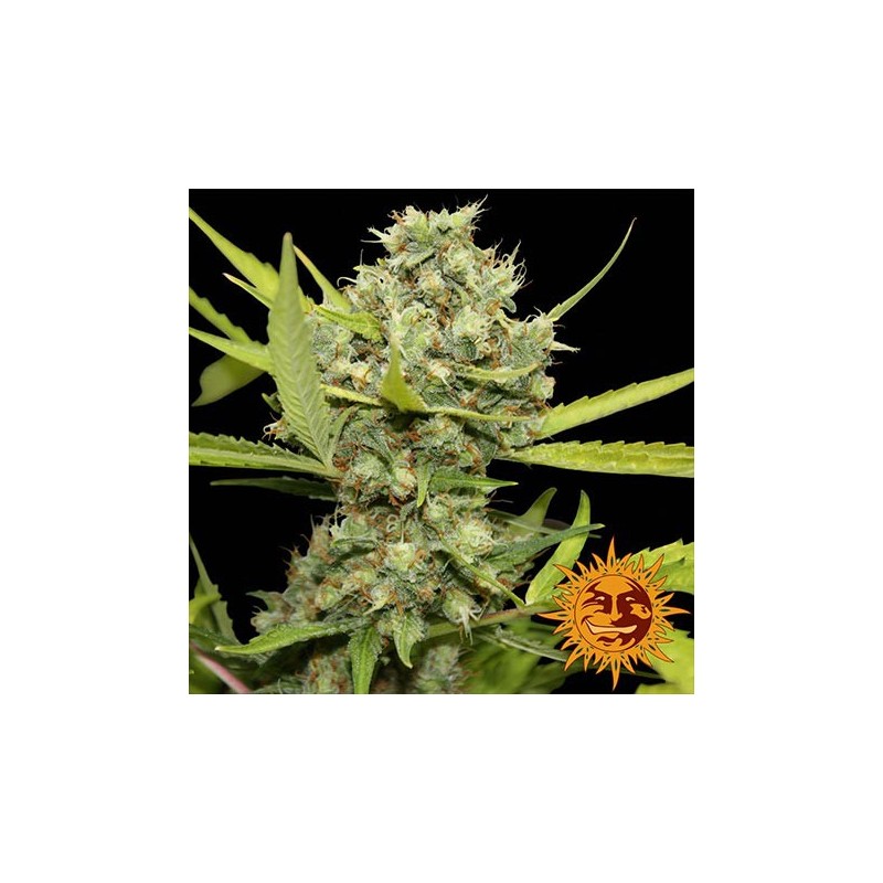Pineapple Chunk Barney´s Farm