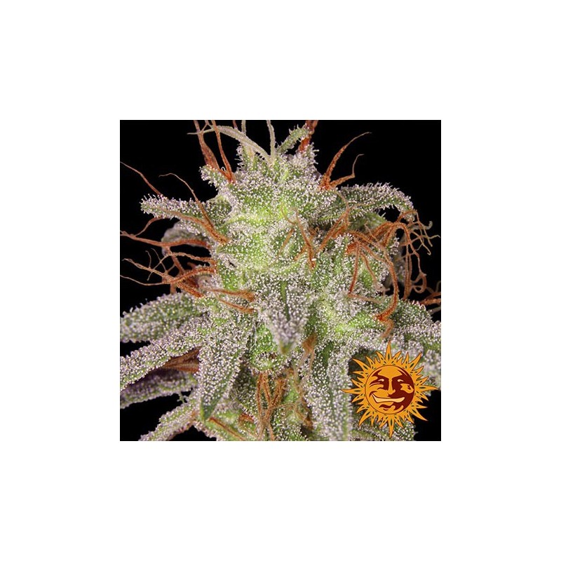 Amnesia Lemon