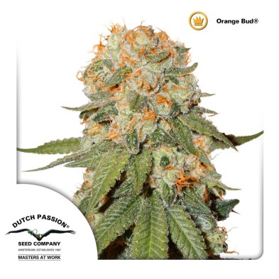 Orange Bud Regular