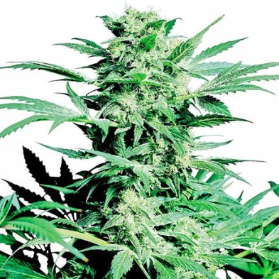 Shiva Skunk Regular Shiva Skunk Regular