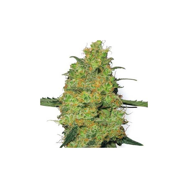 Master Kush Regular