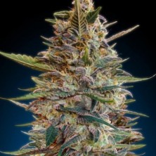 Blue Diesel Autofloreciente