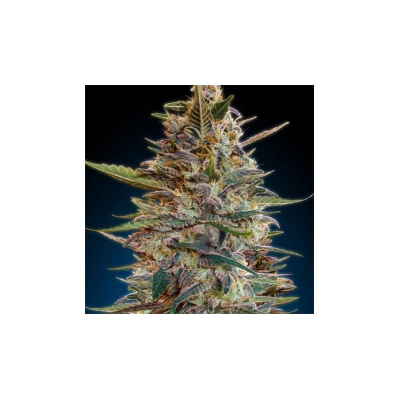 Blue Diesel Autofloreciente