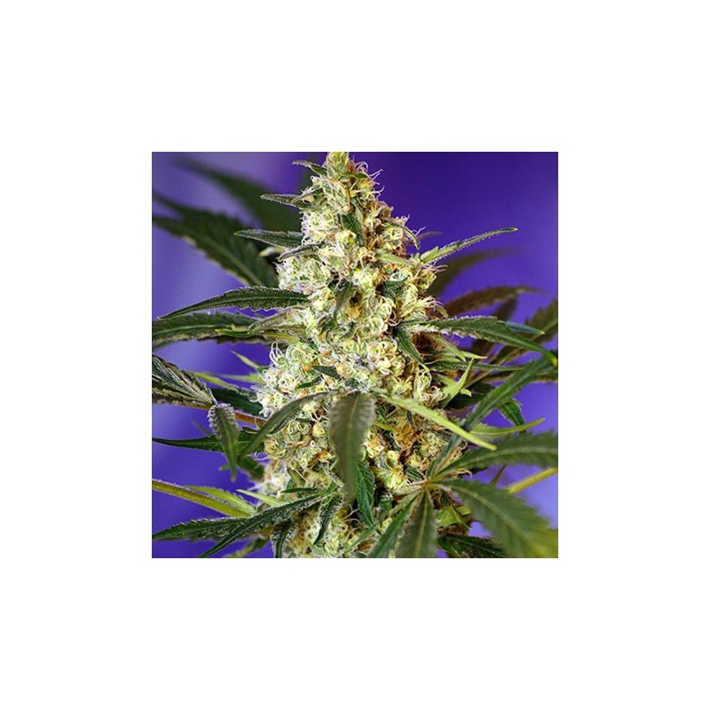 Fast Bud 2 Autofloreciente