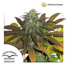 California Orange