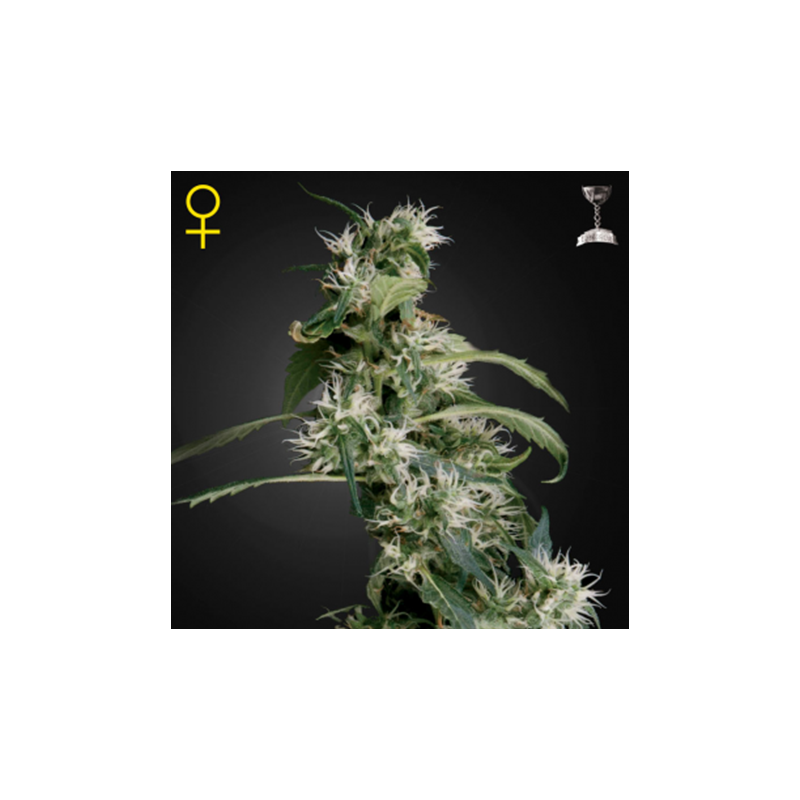 Arjan´s Ultra Haze 2