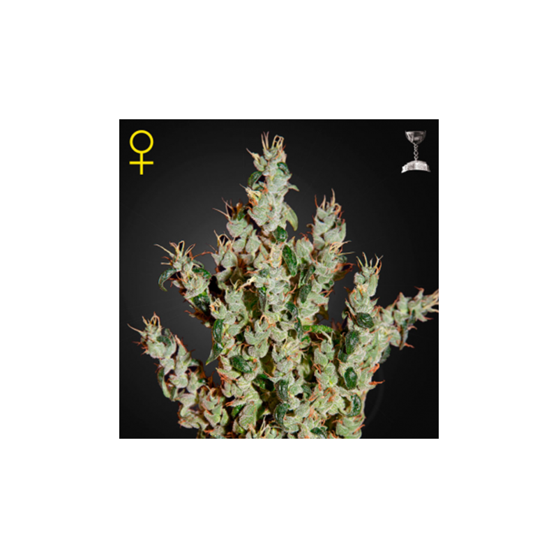 NL5 Haze Mist