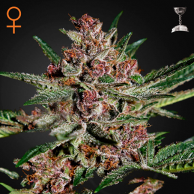Bubba Kush Bubba Kush