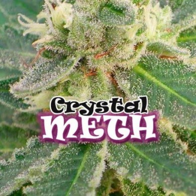 Crystal M.E.T.H.