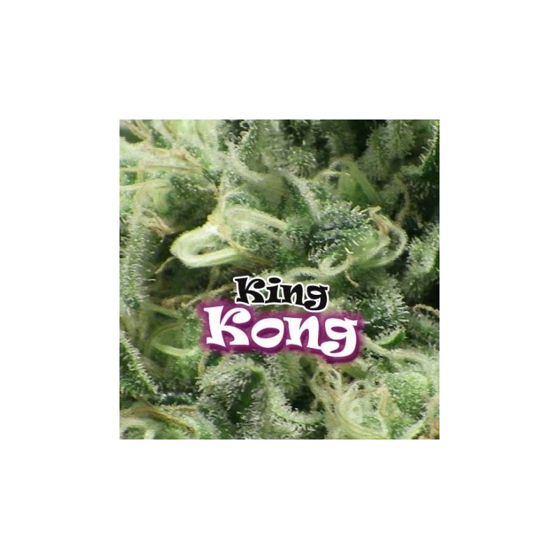 King kong 