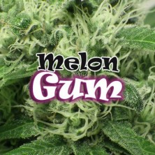 Melon Gum