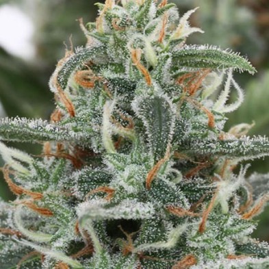 White Widow