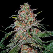 Lemon Skunk
