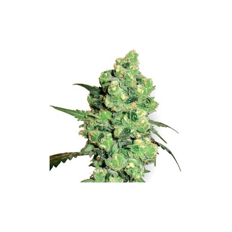 Super Skunk
