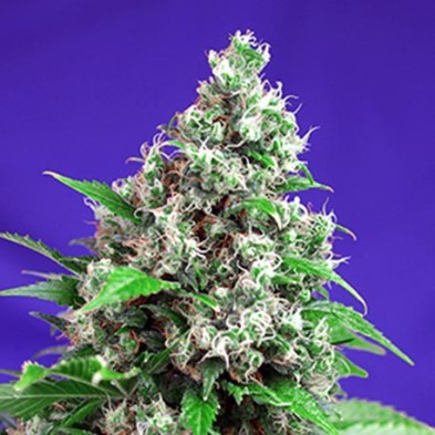 Killer Kush Fast Version Killer Kush Fast Version