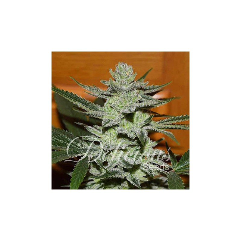 Desconocida Kush