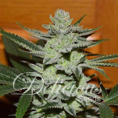 Desconocida Kush Desconocida Kush