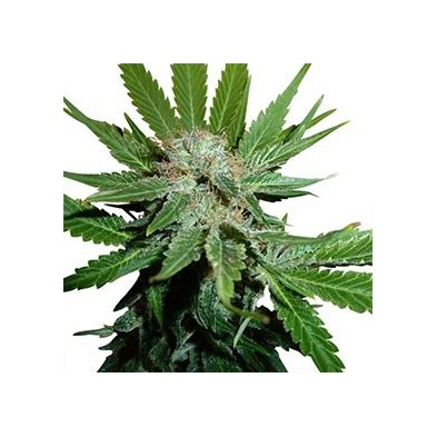 Royal Cheese Fast Flowering Royal Cheese Fast Flowering