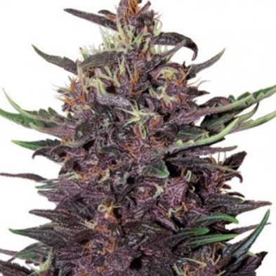 Buddha Purple Kush